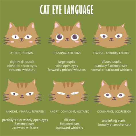 What Your Cat Is Saying With Its Eyes .